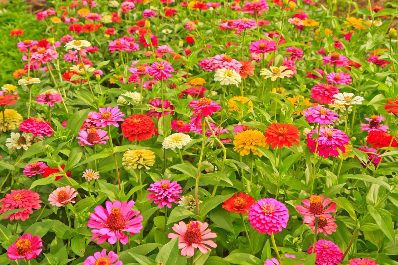 Cách trồng hoa cúc ngũ sắc làm đẹp không gian