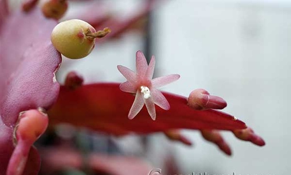 Hoa quỳnh ngọc trai-Hoa phong thủy
