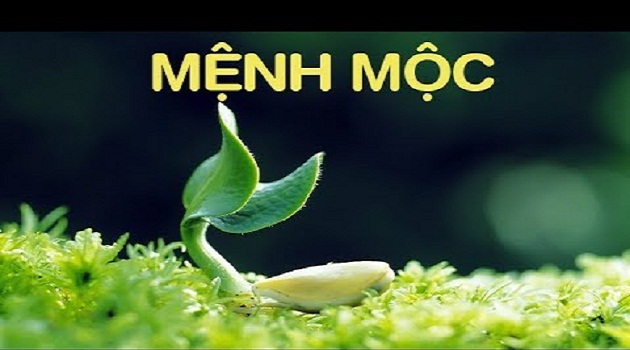 Người mệnh mộc nên trồng 4 loại hoa này