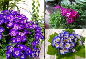 Hé lộ 6 loại hoa hợp mệnh Thổ giúp hóa giải vận hạn