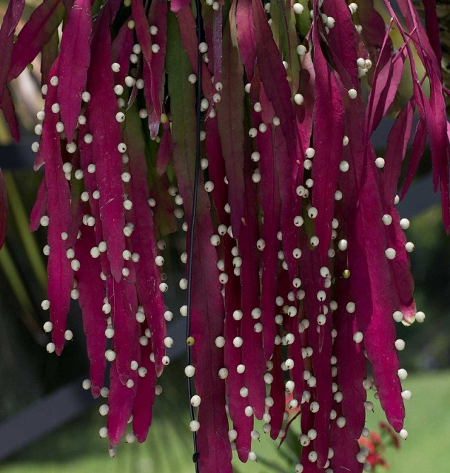 Hoa quỳnh ngọc trai-hoa phong thủy
