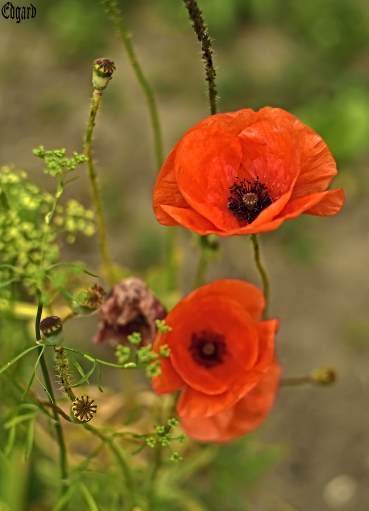 Tìm hiểu nguồn gốc và đặc điểm hoa anh túc - Poppy