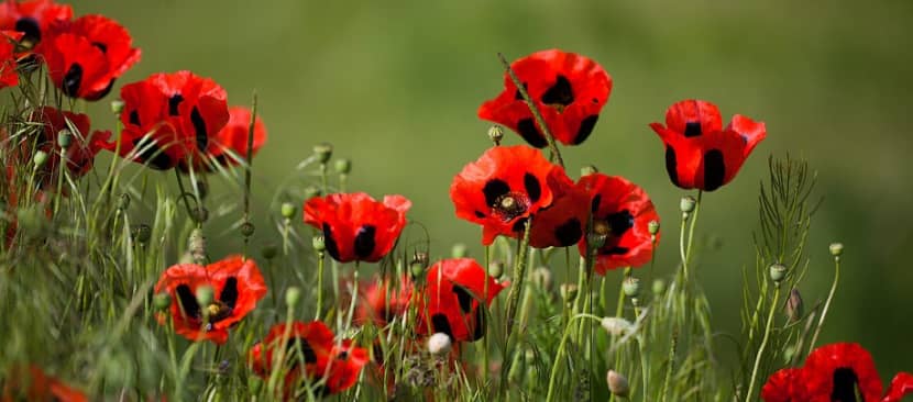 Tìm hiểu nguồn gốc và đặc điểm hoa anh túc - Poppy