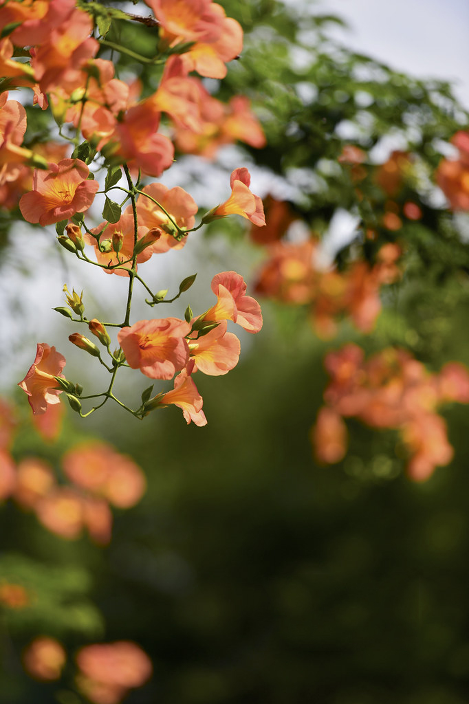 Tìm hiểu về hoa đăng tiêu - Campsis grandiflora