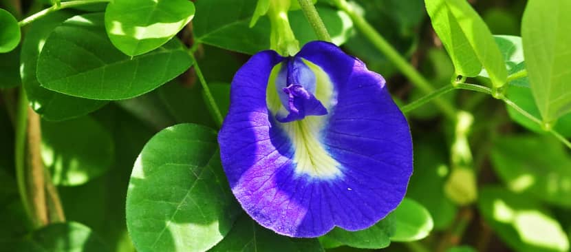 Tìm hiểu đặc điểm hoa đậu biếc Clitoria ternatea