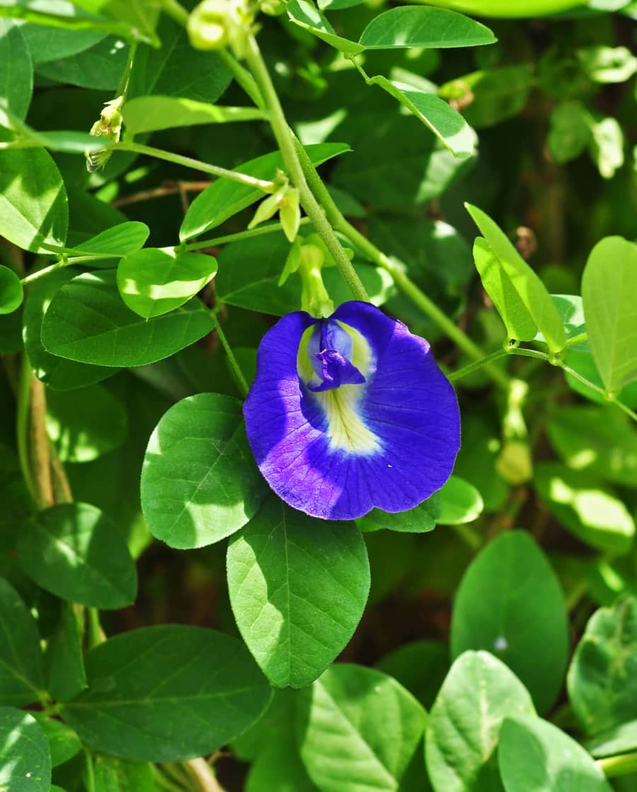 Tìm hiểu đặc điểm hoa đậu biếc Clitoria ternatea
