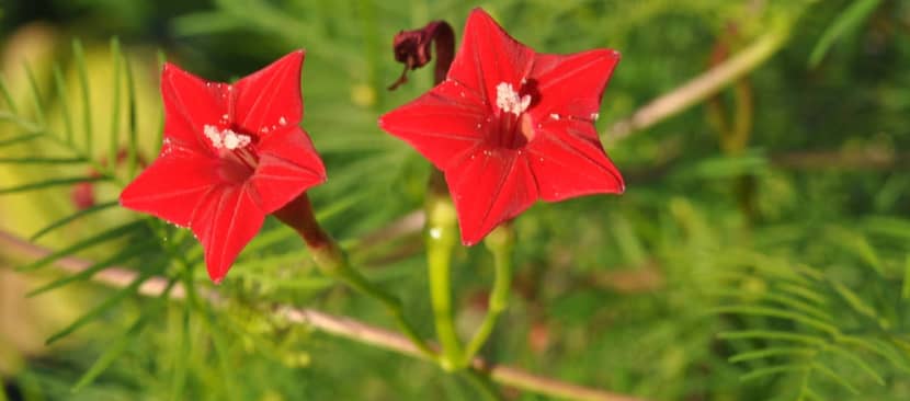Hướng dẫn cách trồng hoa tóc tiên leo ( bìm đỏ)