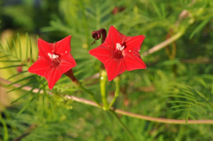 Hướng dẫn cách trồng hoa tóc tiên leo ( bìm đỏ)
