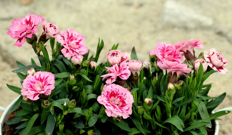 Cách gieo trồng hoa cẩm chướng ngay tại nhà phố