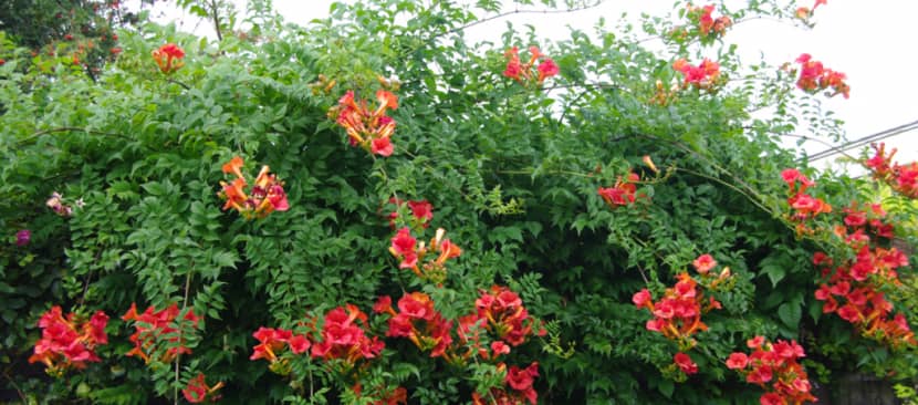 Trồng hoa đăng tiêu bằng cách giâm cành;