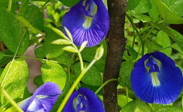 Kỹ thuật gieo trồng hoa đậu biếc bằng hạt