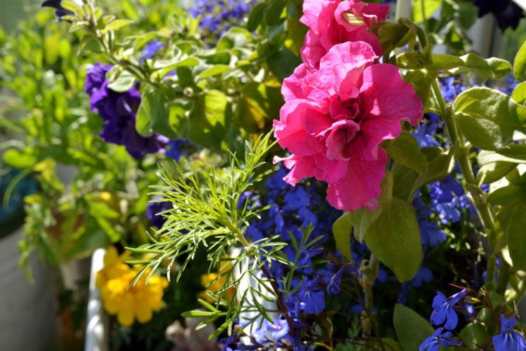 10 loại hoa trồng ban công mang lại may mắn