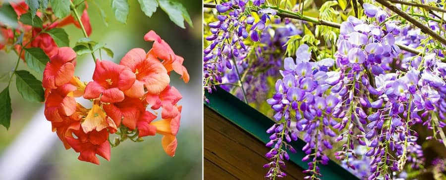 Hoa leo thân gỗ khỏe đẹp lại dễ trồng