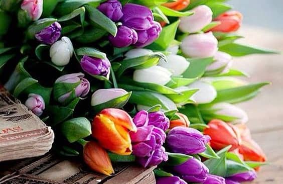 Hoa tặng mẹ - Hoa tình mẫu tử