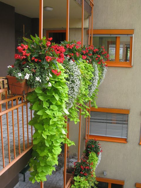 Bí quyết trồng hoa ban công chung cư tuyệt đẹp