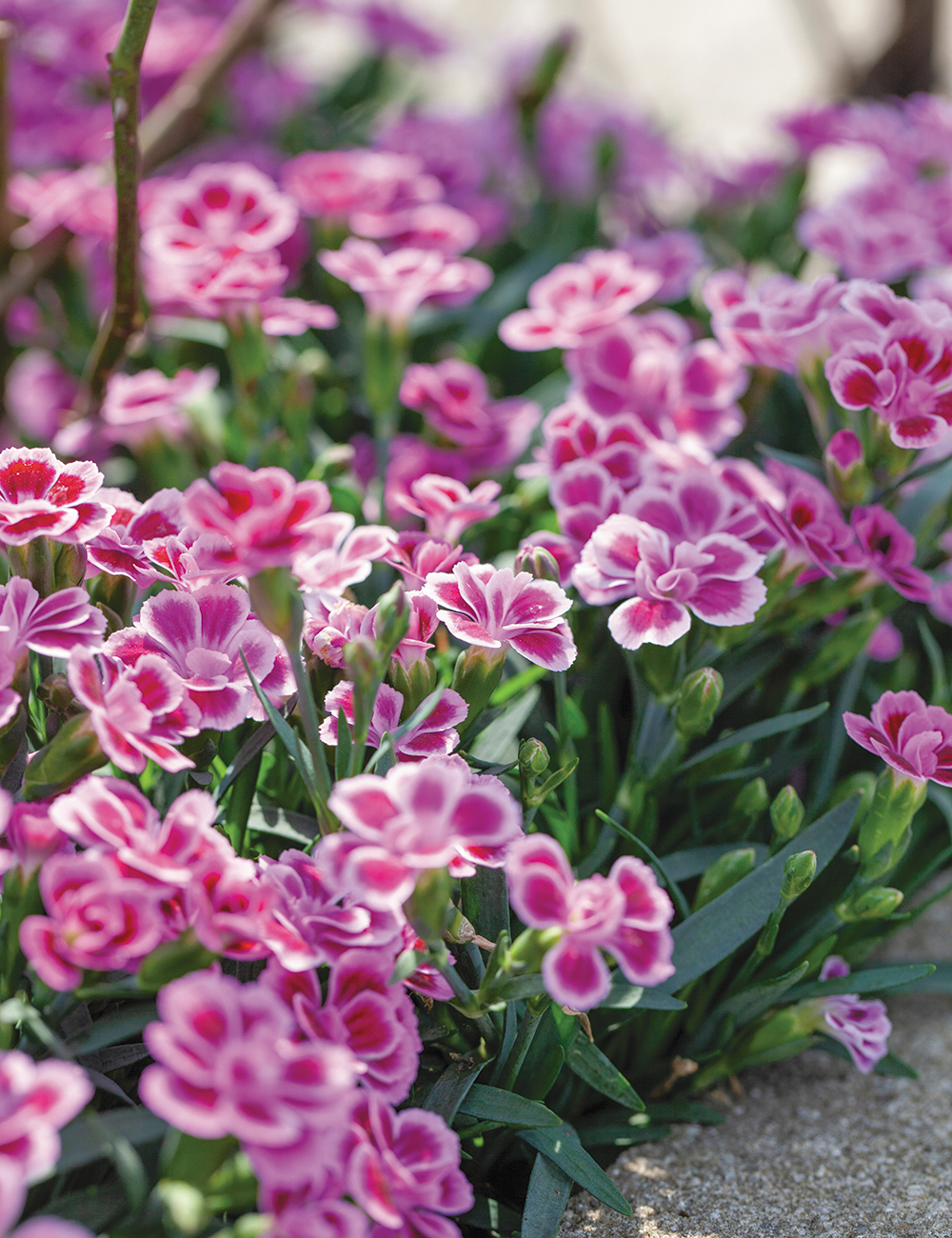 Cách trồng và chăm sóc hoa cẩm chướng làm đẹp không gian