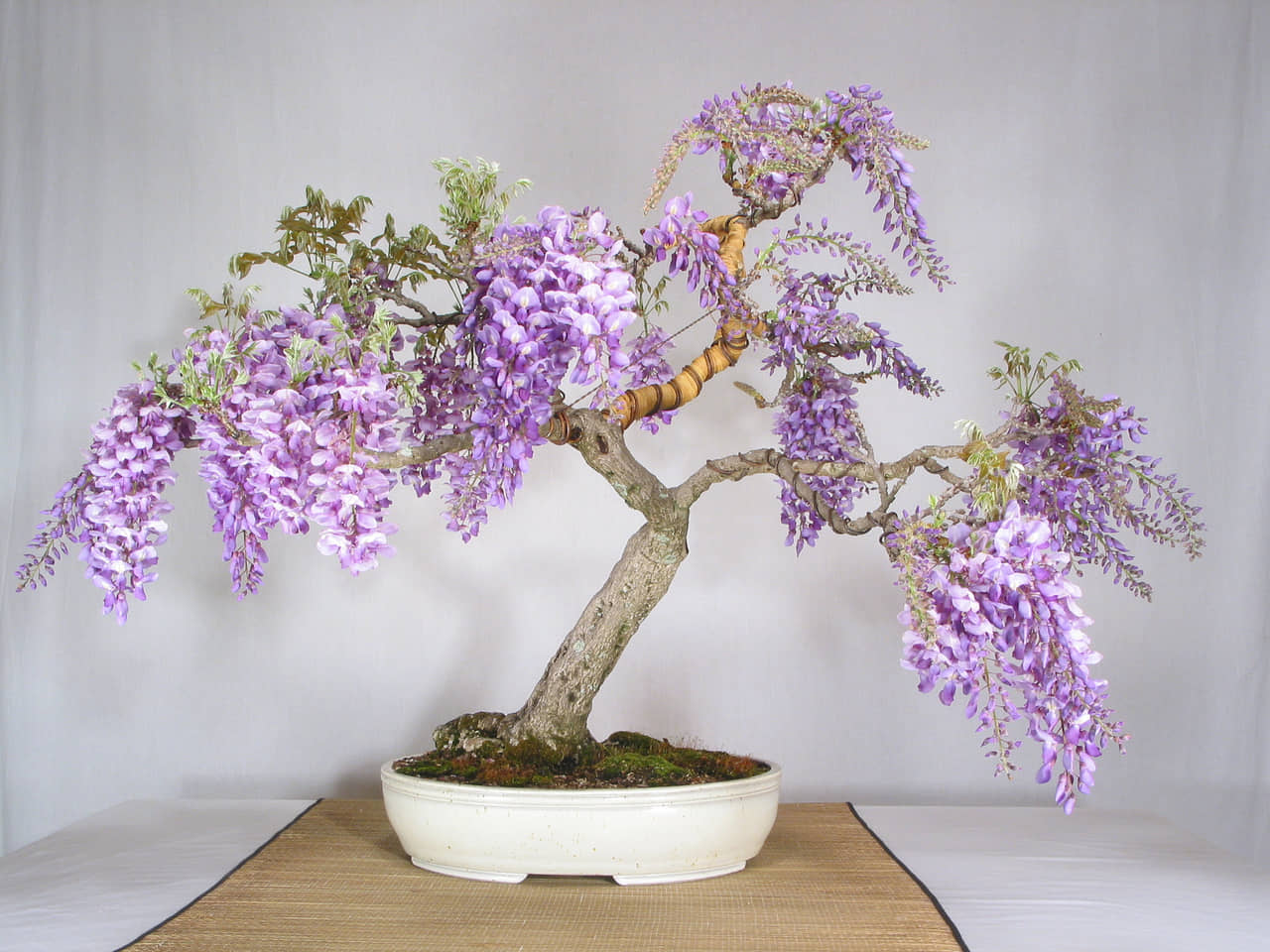 Cắt tỉa tạo dáng đẹp cho cây bonsai