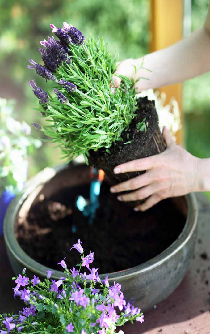 Hướng dẫn chi tiết các bước giâm cành hoa oải hương Lavender