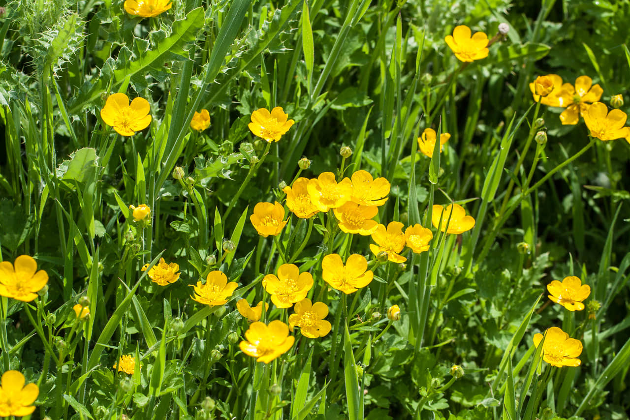 Yellow Flower Buttercup