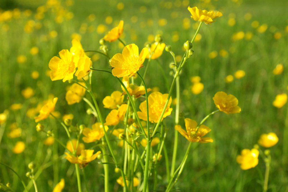 Hoa mao lương vàng có tên tiếng anh là Buttercup là loài hoa nhỏ; cánh mỏng mang sắc vàng rực rỡ nổi bật giữa bầu trời xanh mát.