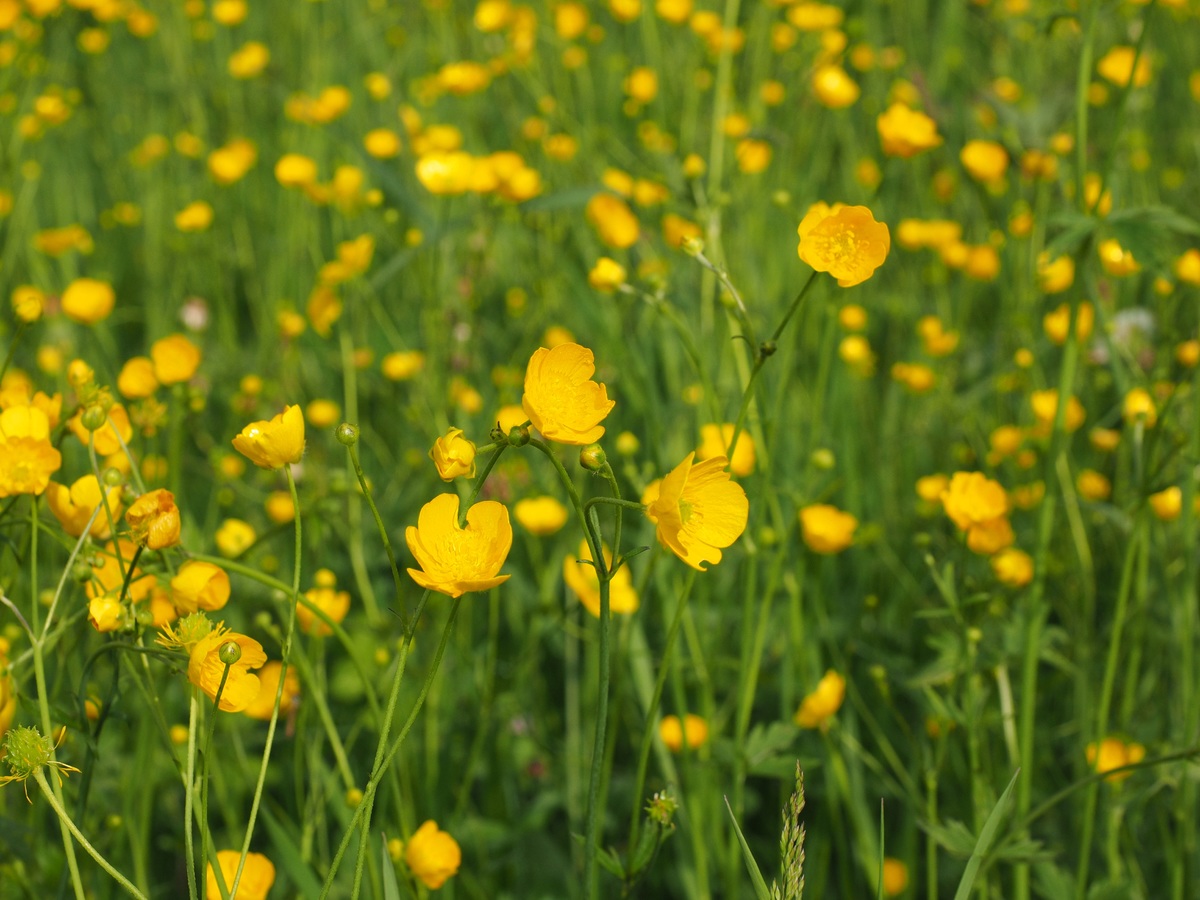 Khám phá vẻ đẹp rực rỡ của Hoa mao lương vàng Buttercup nổi bật