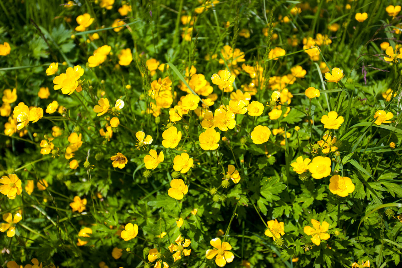 Yellow Flower Buttercup