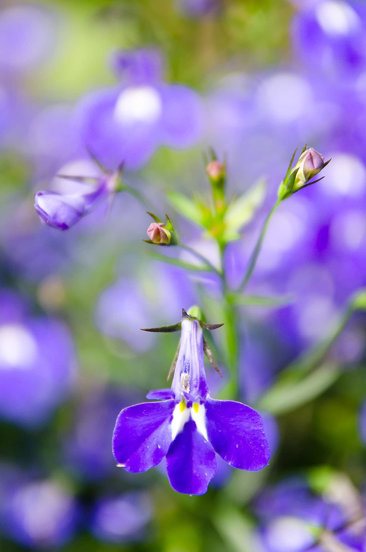 Tìm hiểu nguồn gốc và đặc điểm hoa thúy điệp Lobelia erius