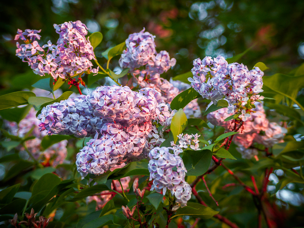 Tìm hiểu nguồn gốc đặc điểm hoa tử đinh hương tên tiếng anh Lilac