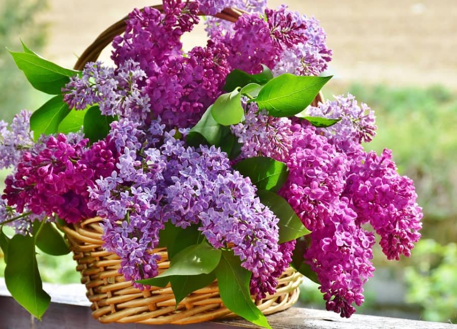 Tìm hiểu nguồn gốc đặc điểm hoa tử đinh hương tên tiếng anh Lilac