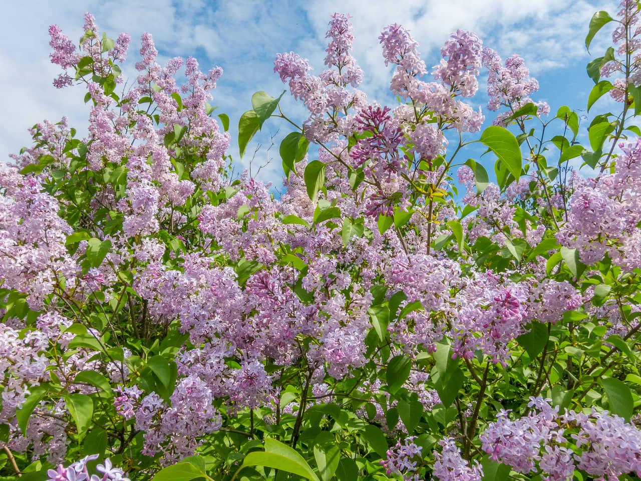 Tìm hiểu nguồn gốc đặc điểm hoa tử đinh hương tên tiếng anh Lilac