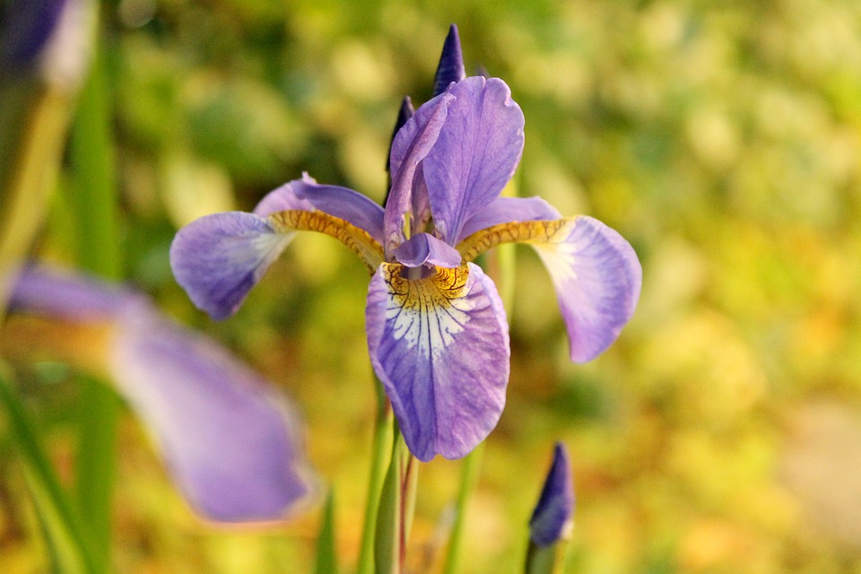 Iris flower 