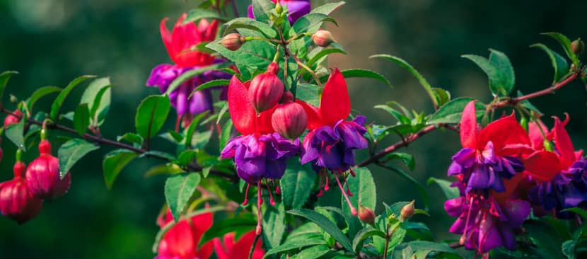 Bất ngờ với vẻ đẹp lung linh của hoa lồng đèn Fuchsia magellanica