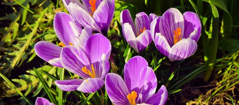 Khám phá tất tần tật về hoa nghệ tây - Crocus