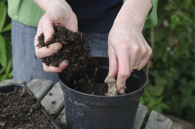 Sau khi đã đặt củ giống, tiến hành lấp lớp đất mỏng rồi tưới nước giữ ẩm cho cây. Khoảng cách giữa củ giống và lớp đất trên cùng là 2cm để cho cuống phát triển.
