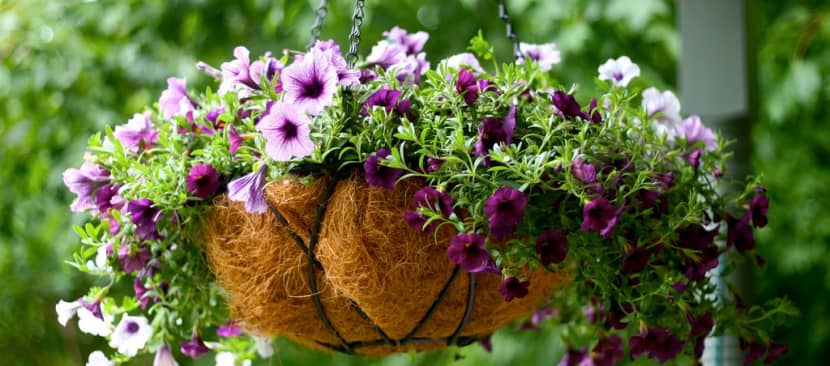 Hướng dẫn các bước gieo hạt trồng hoa dạ yến thảo treo chậu đẹp nổi bật