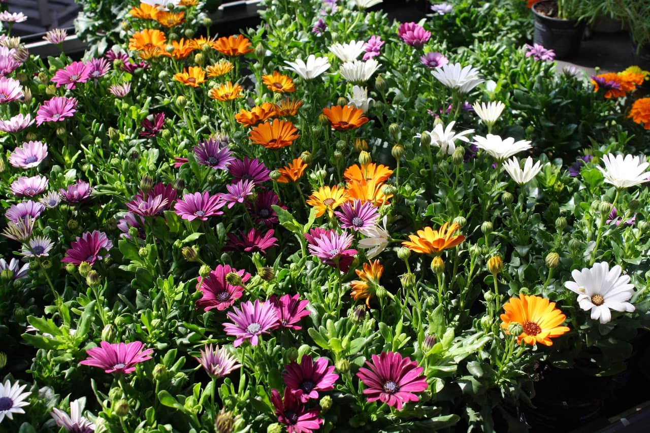 Hướng dẫn chi tiết cách trồng hoa bừng sáng góc vườn