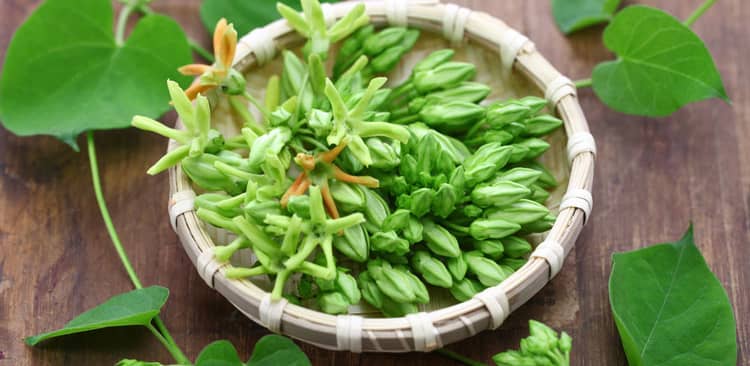 Hướng dẫn cách trồng hoa thiên lý tạo giàn leo lý tưởng