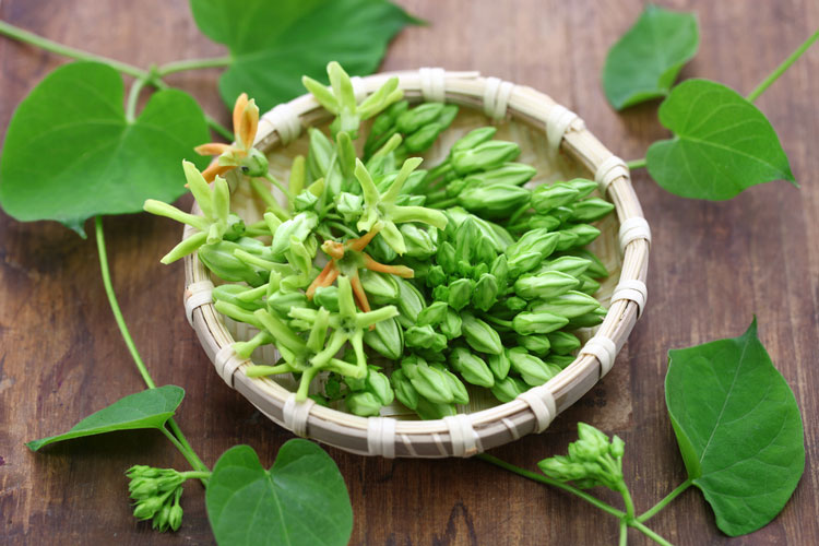 Hướng dẫn cách trồng hoa thiên lý tạo giàn leo lý tưởng