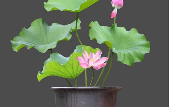 Bí kíp trồng sen trong chậu đơn giản ngay tại nhà
