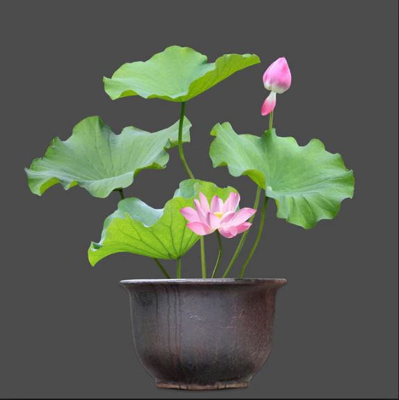 Bí kíp trồng sen trong chậu đơn giản ngay tại nhà