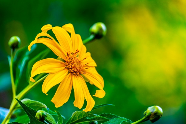 Hoa mang sắc vàng của nắng khoe sắc rực rỡ
