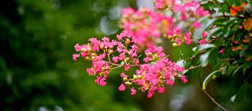 Ý nghĩa hoa tường vi mỏng manh thuần khiết như cô gái dân quê