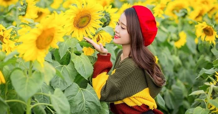 Đốn tim trước cánh đồng hoa hướng dương đẹp ngút ngàn