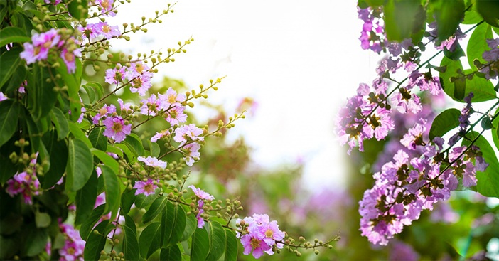 10 loại hoa màu tím đẹp nhất thế giới