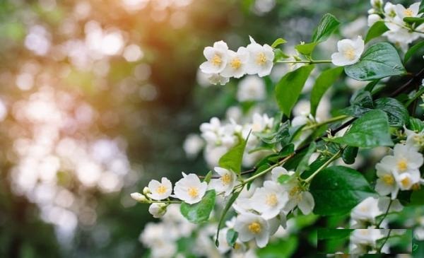 Phong thủy hoa nhài gắn kết tình cảm vợ chồng