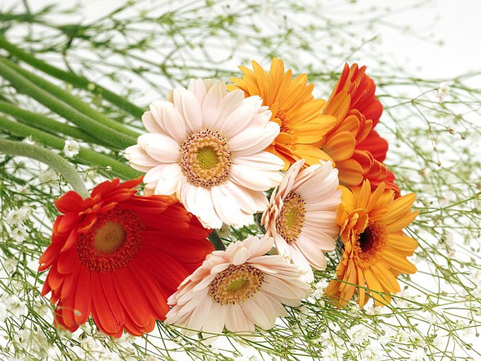 8 loại hoa phong thủy mang ý nghĩa thành công và may mắn