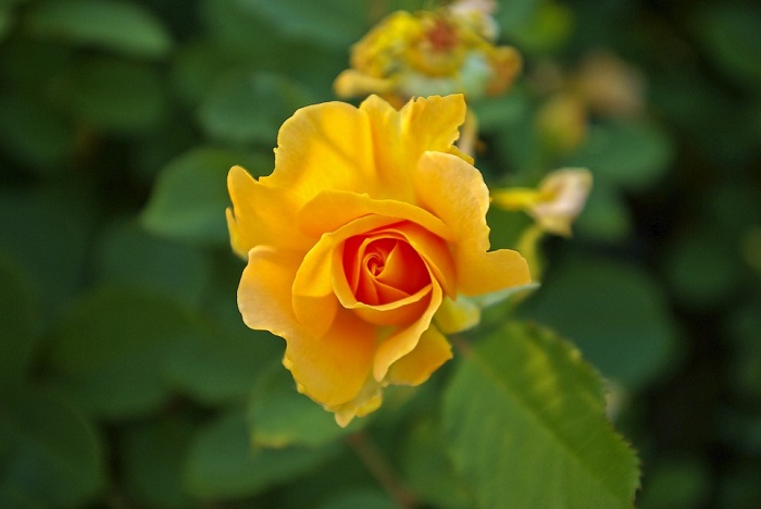 8 loại hoa phong thủy mang ý nghĩa thành công và may mắn