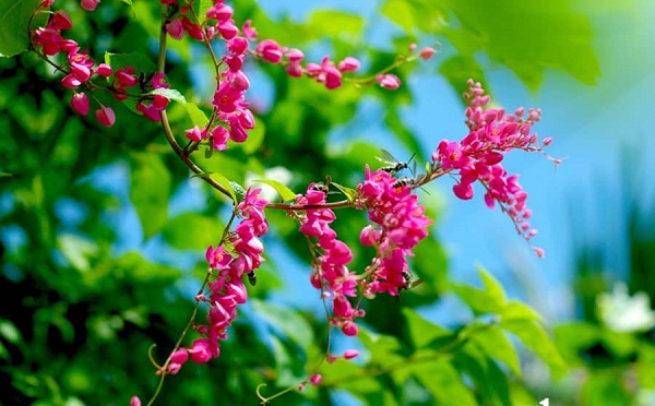 Hoa tigon leo giàn khoe sắc hồng tươi thắm