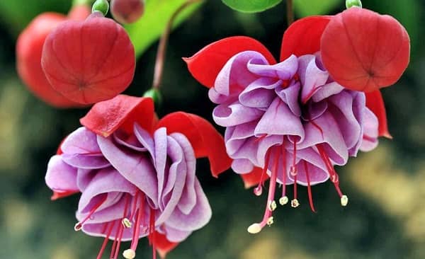 8 loại hoa trồng trước nhà đảm bảo hút tiền cho gia chủ