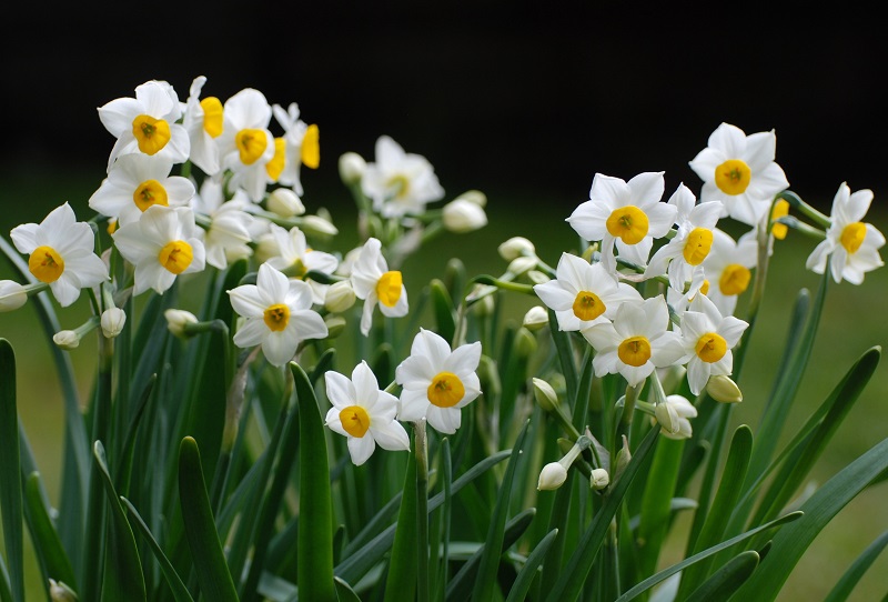 Tìm hiểu nguồn gốc đặc điểm hoa thủy tiên Narcissus